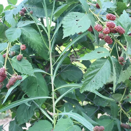 Zumrut Bahce מוטל *