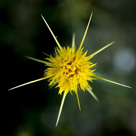 מוטל Zumrut Bahce